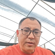 优质直播丝瓜苗