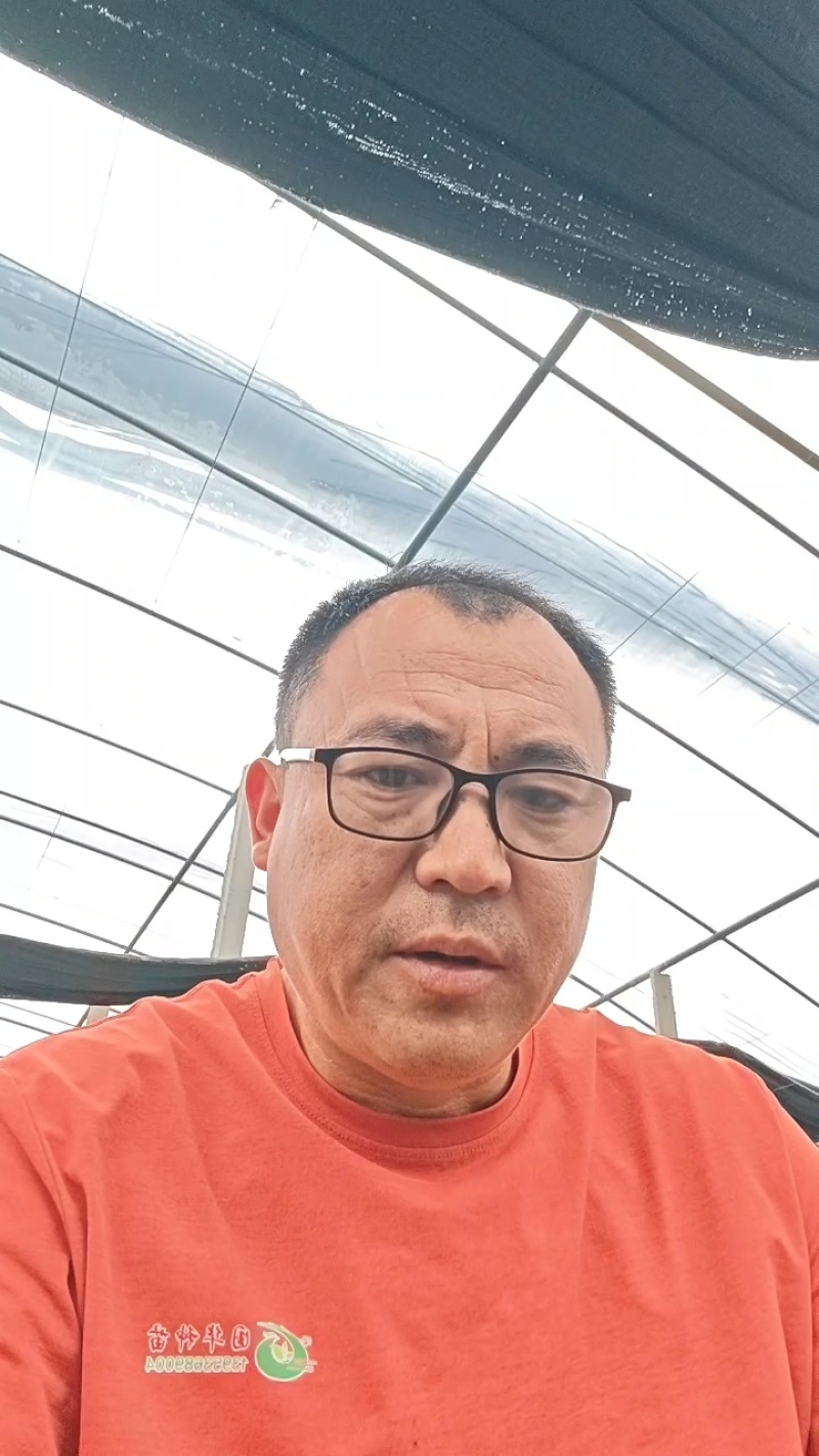 优质直播丝瓜苗