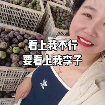 八宝单澳洲红五月脆精品李子产地直发品种全价格便宜大量走货