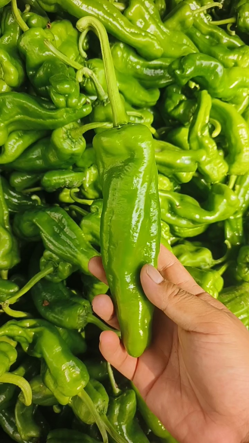 新鲜薄皮椒，大棚种植新苗上市，货量充足，欢迎下单抢购。
