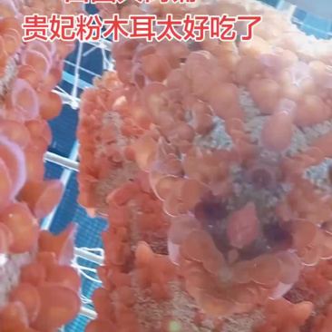 贵妃粉木耳干货250g*2袋涮火锅凉拌