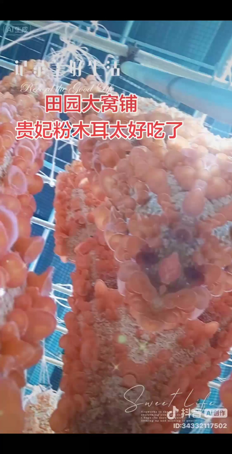 贵妃粉木耳干货250g*2袋涮火锅凉拌