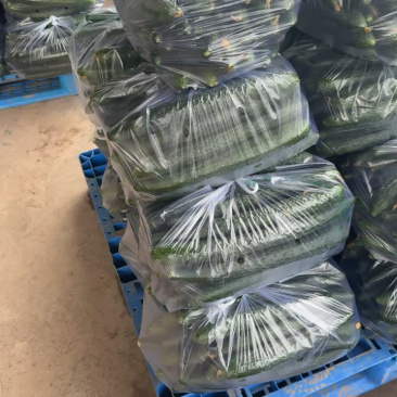 密刺黄瓜，青瓜，大量有货，果园看货，看货论价，一条龙服务