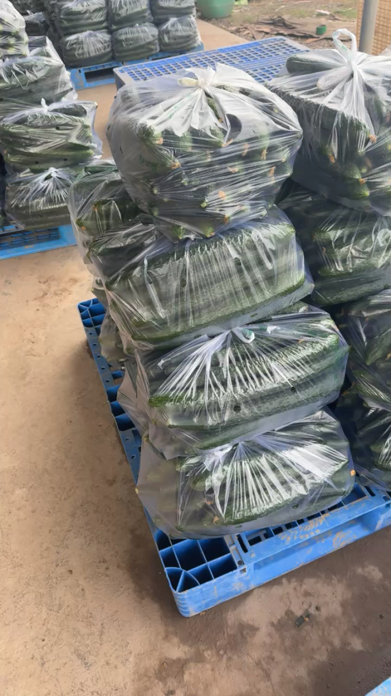 密刺黄瓜，青瓜，大量有货，果园看货，看货论价，一条龙服务