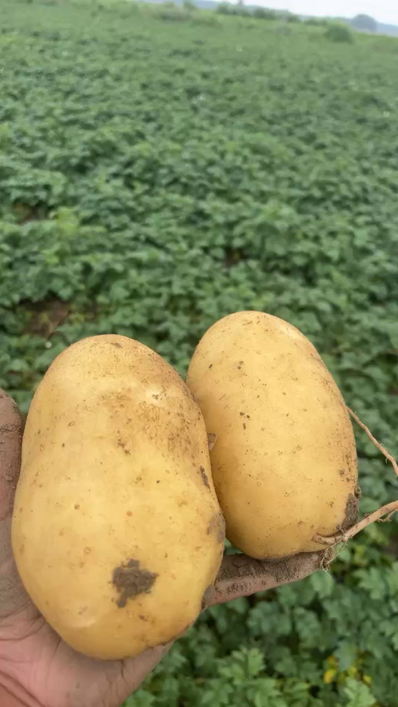 沃土系列刘平一土豆
