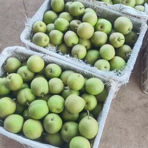 湖北脆冠梨蔬脆个头大口感甜电商货超市货市场货全国发货
