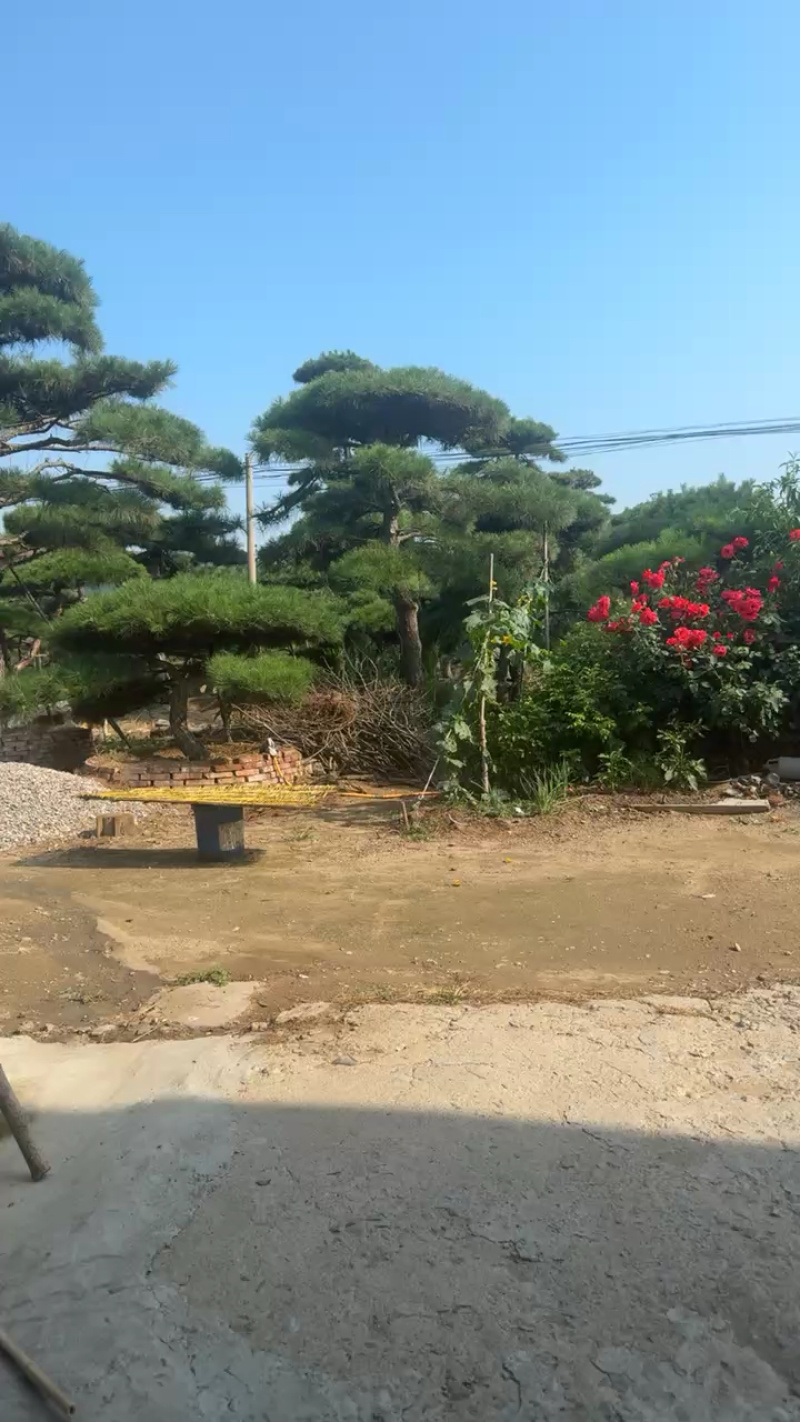 山东精品造型松造型黑松等规格齐全，全国供应，高端布局