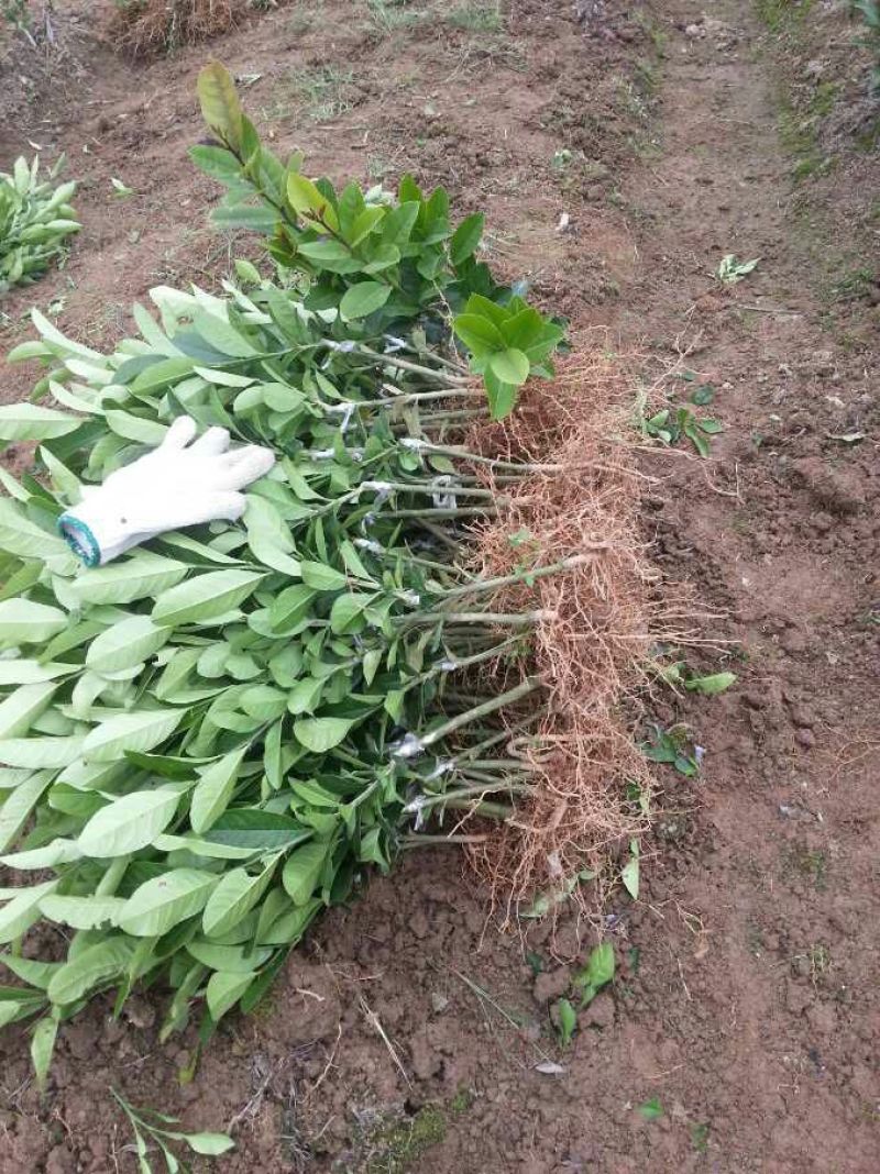 香水柠檬树苗50~80cm