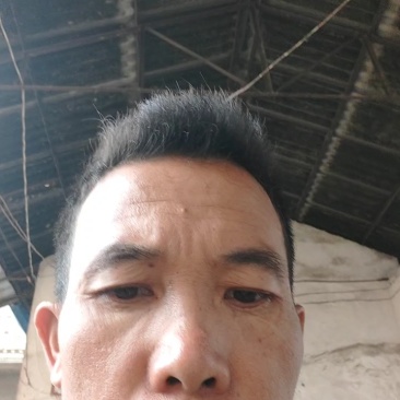 云南德宏菠萝大量上市看到货以后价格直接跟农户谈讲公斤