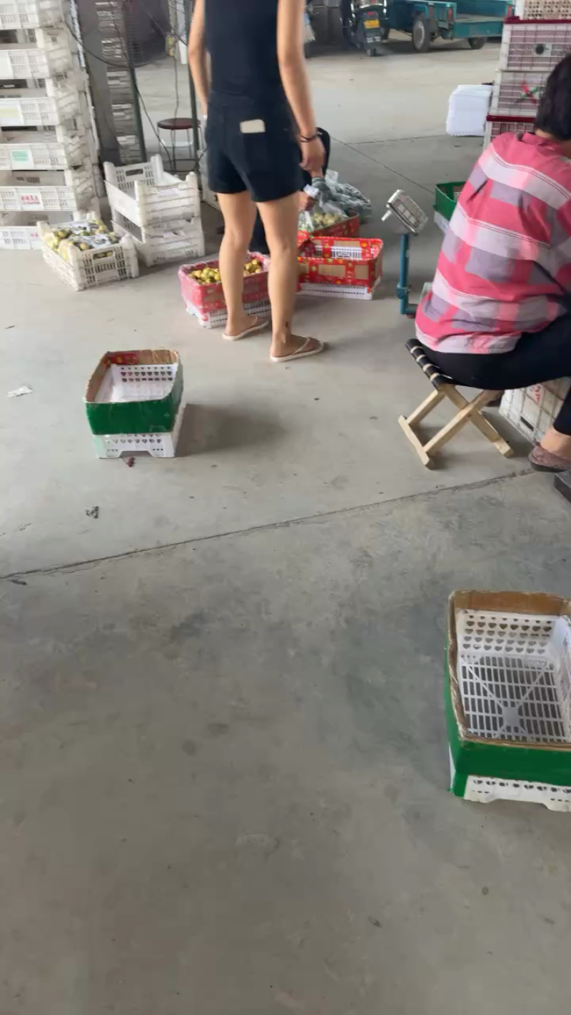 大荔冬枣，大量现货，对接全平台电商多多仓，一件代发