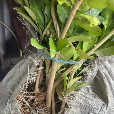 广东佛手柑苗，苗厂直发，量大价优，欢迎来基地考察订购
