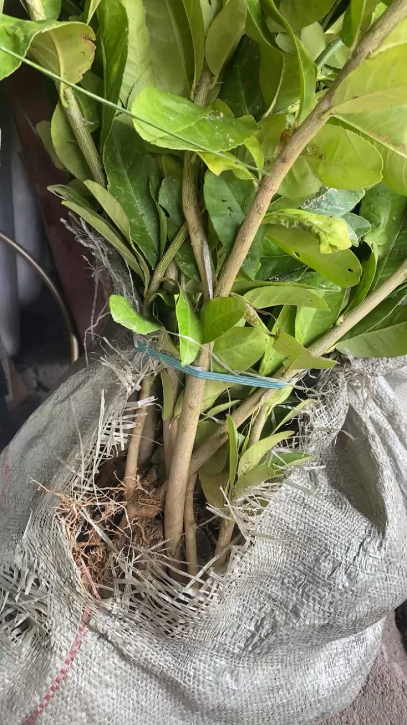 广东佛手柑苗，苗厂直发，量大价优，欢迎来基地考察订购