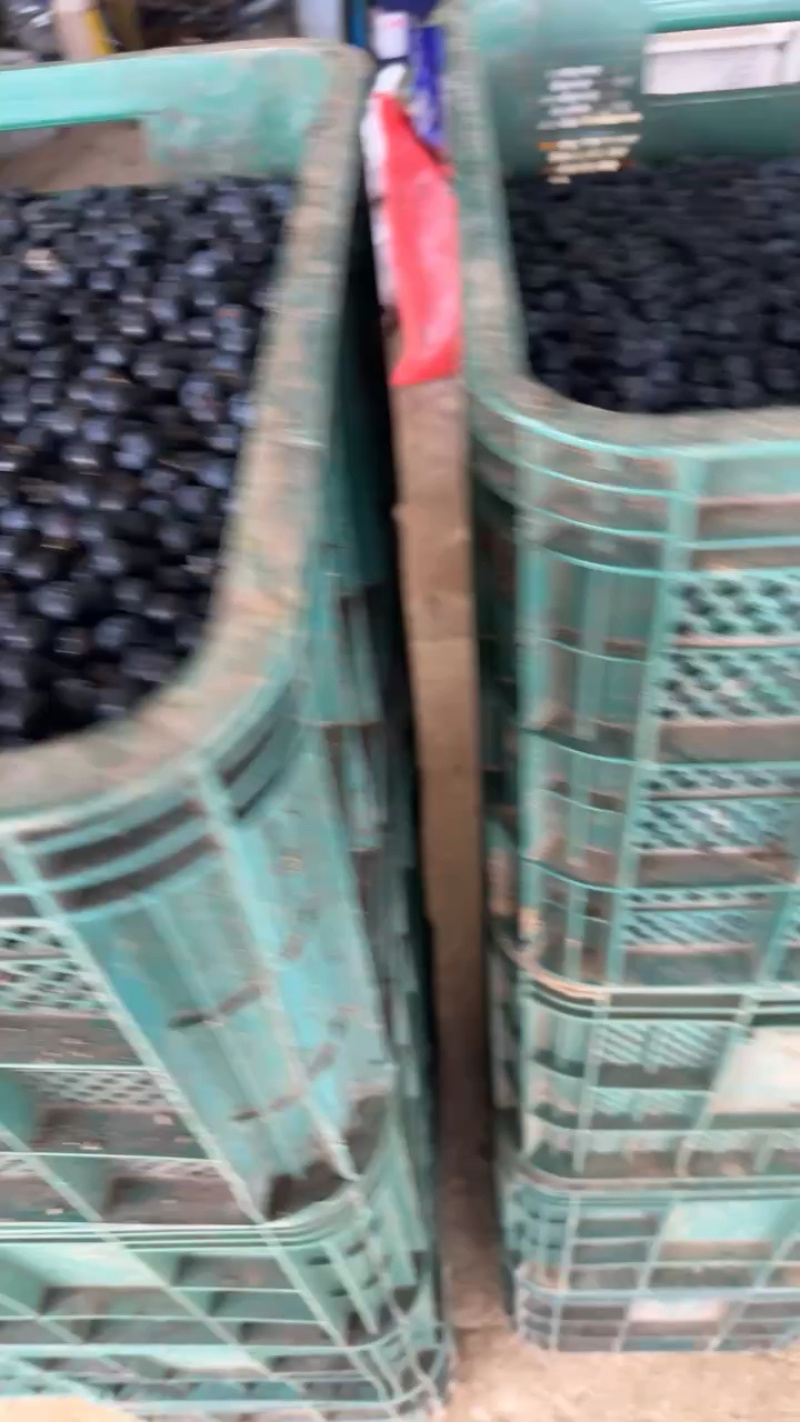 加工果蓝莓，瑞卡蓝莓，欢迎客商前来采购！支持视频看货
