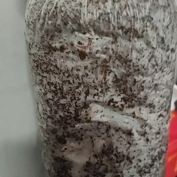 平菇三级栽培种，灰黑色，广温型，抗病能力强，产量高，