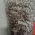 平菇三级栽培种，灰黑色，广温型，抗病能力强，产量高，