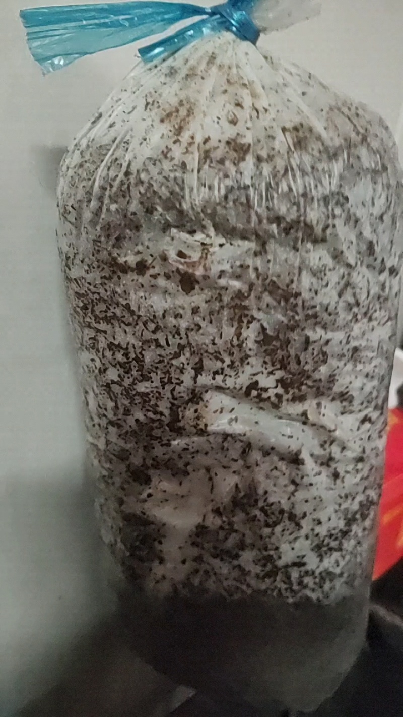 平菇三级栽培种，灰黑色，广温型，抗病能力强，产量高，