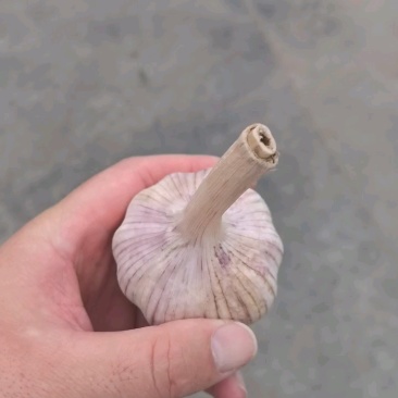 金乡红皮紫皮大蒜冷库储存,配资。常年有货供应全国