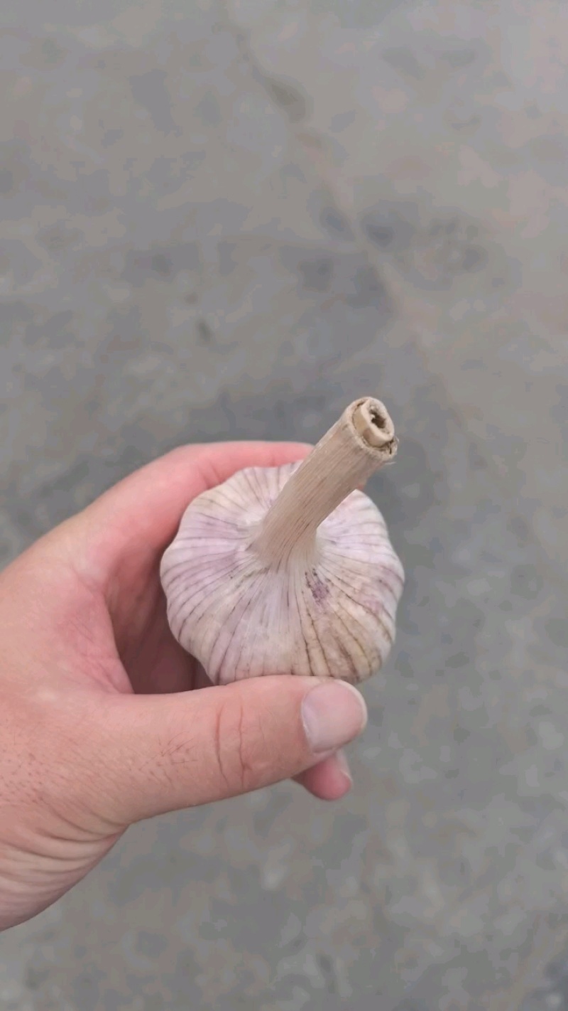 金乡红皮紫皮大蒜冷库储存，配资。常年有货供应全国