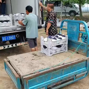 【巨峰葡萄】欢迎来电咨询产地直发量大从优价格美丽