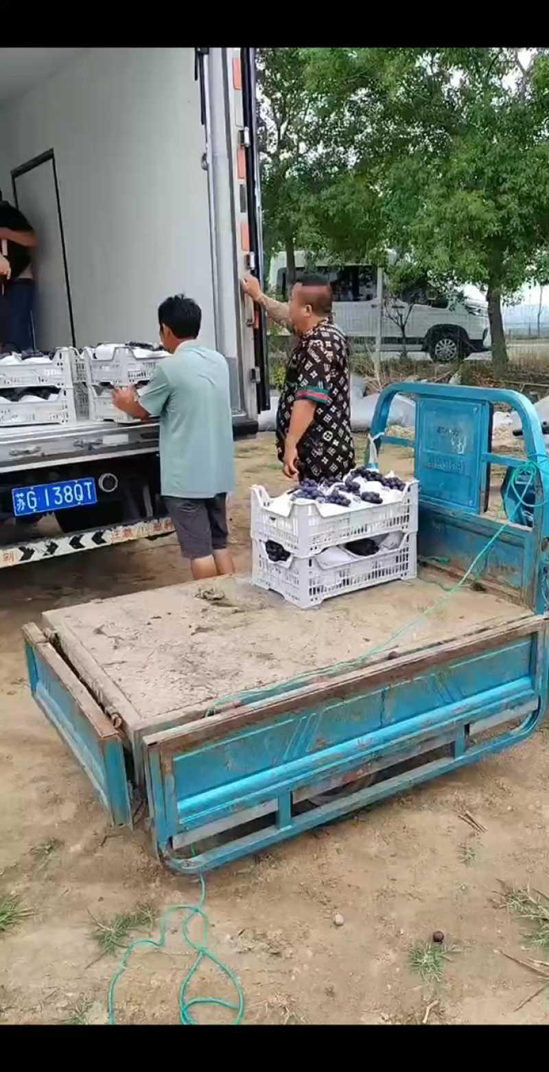 【巨峰葡萄】欢迎来电咨询产地直发量大从优价格美丽
