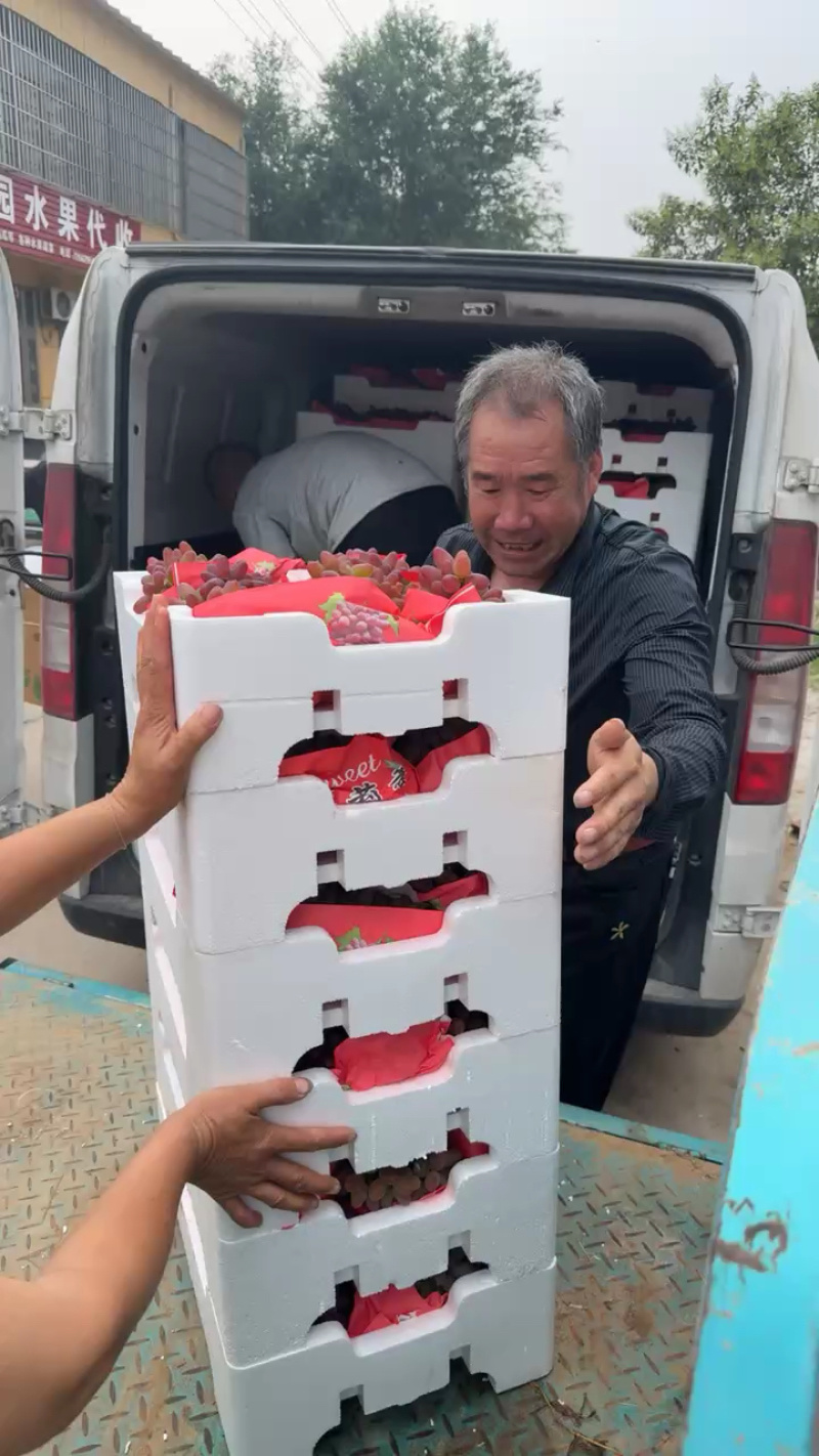 山东产地精品茉莉香葡萄大量有货口感香甜