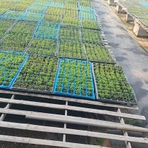 茄子苗直播嫁接长茄大龙长茄烧烤茄线茄苗765茄苗