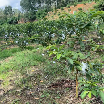 珍珠番石榴60~70mm白心产地直发视频看货