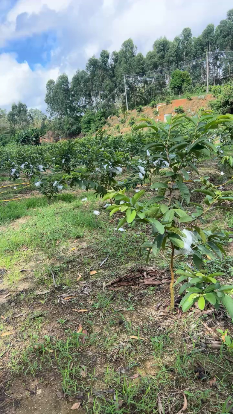 珍珠番石榴60~70mm白心产地直发视频看货