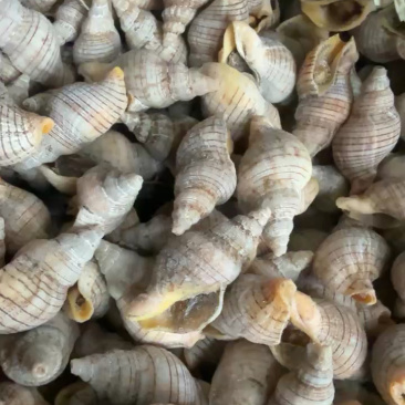 白玉螺红枣螺贝贝螺垃圾螺小海螺捞汁小海鲜食材