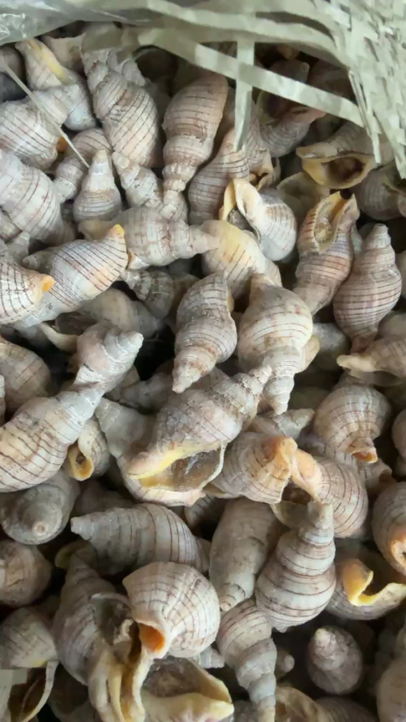 白玉螺红枣螺贝贝螺垃圾螺小海螺捞汁小海鲜食材