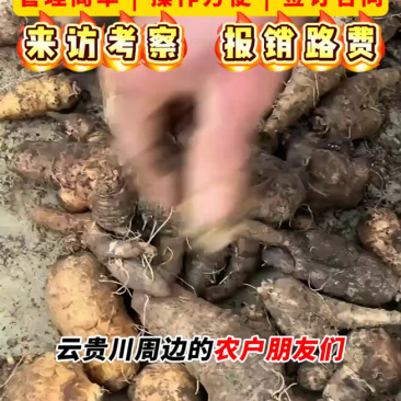 四叶参苗