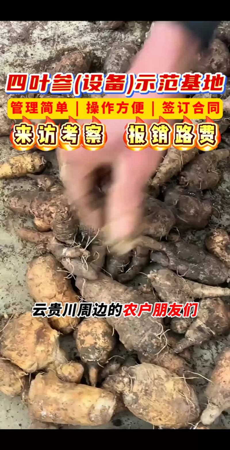 四叶参苗
