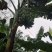 香蕉统货