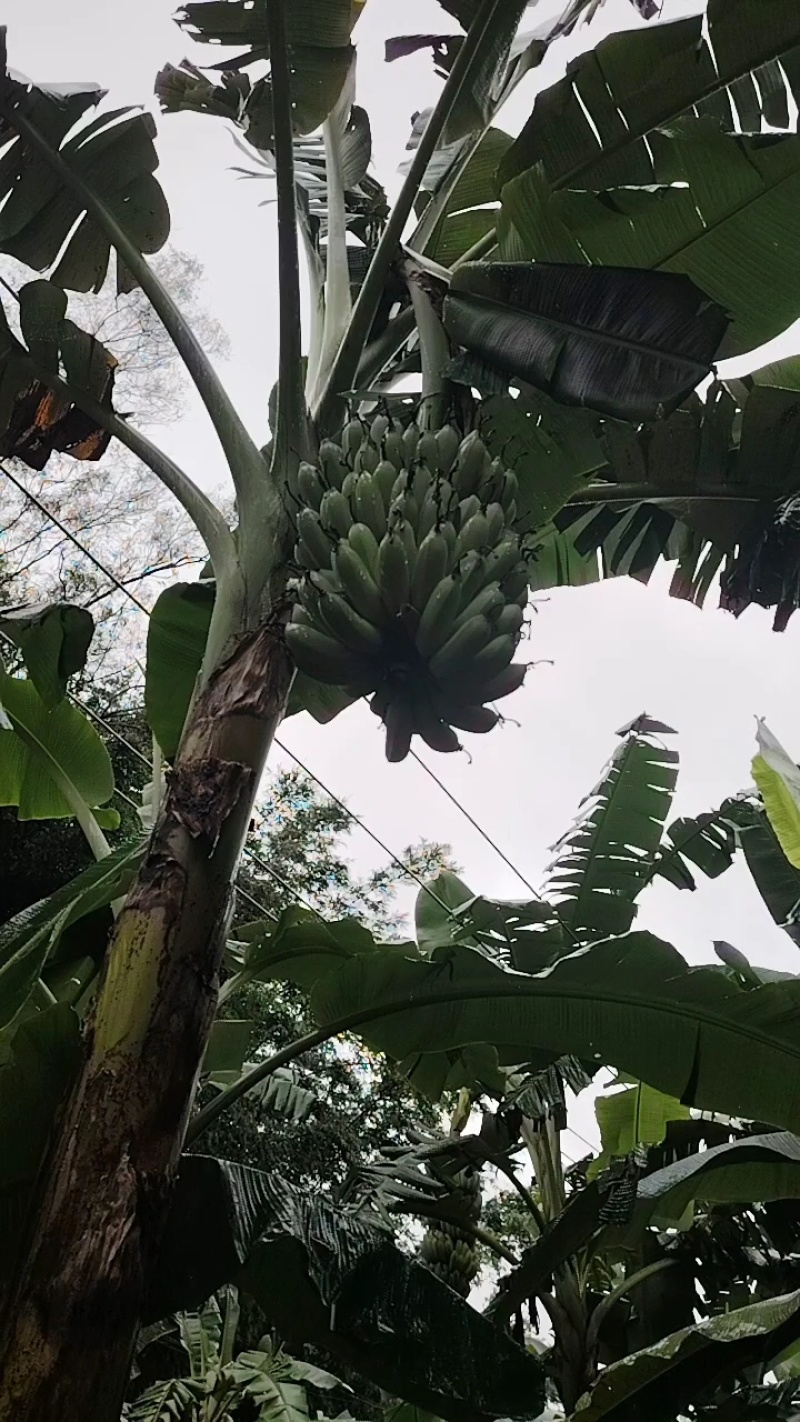 香蕉统货