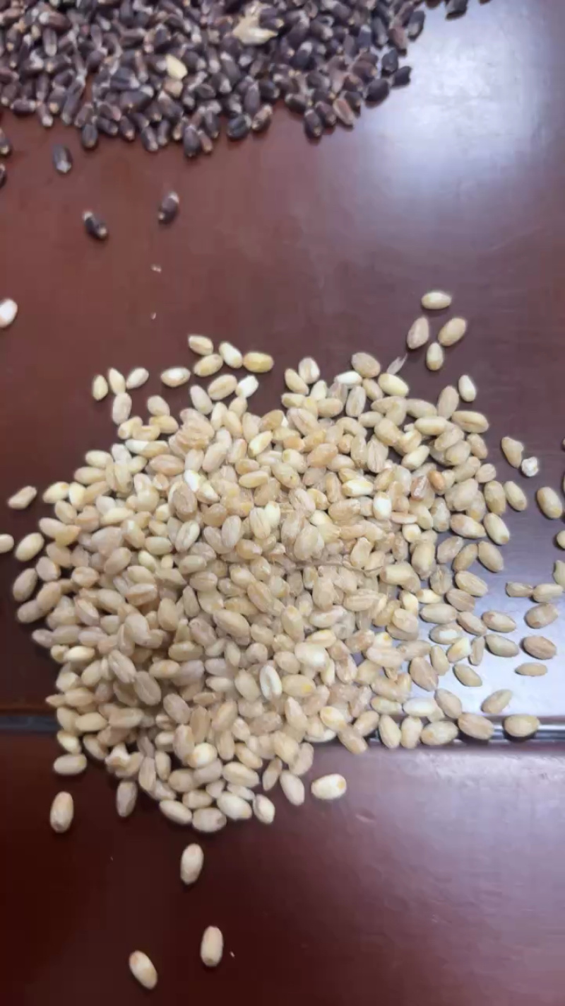 小麦仁，八宝米原料，小麦粉面粉，石磨面粉原料
