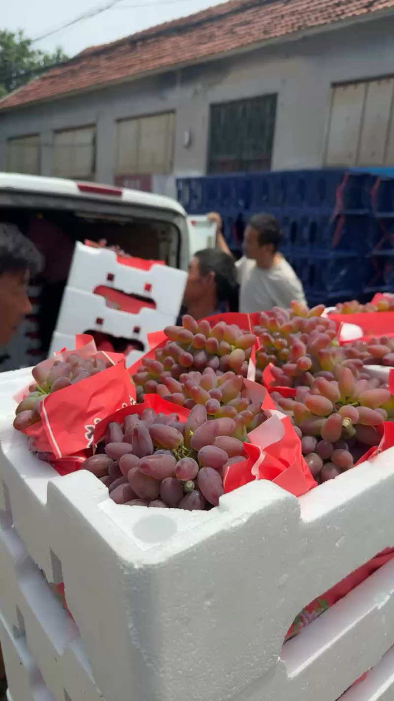 山东产地精品茉莉香葡萄大量有货口感香甜