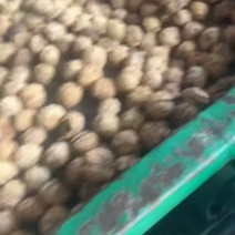 云南薄皮核桃