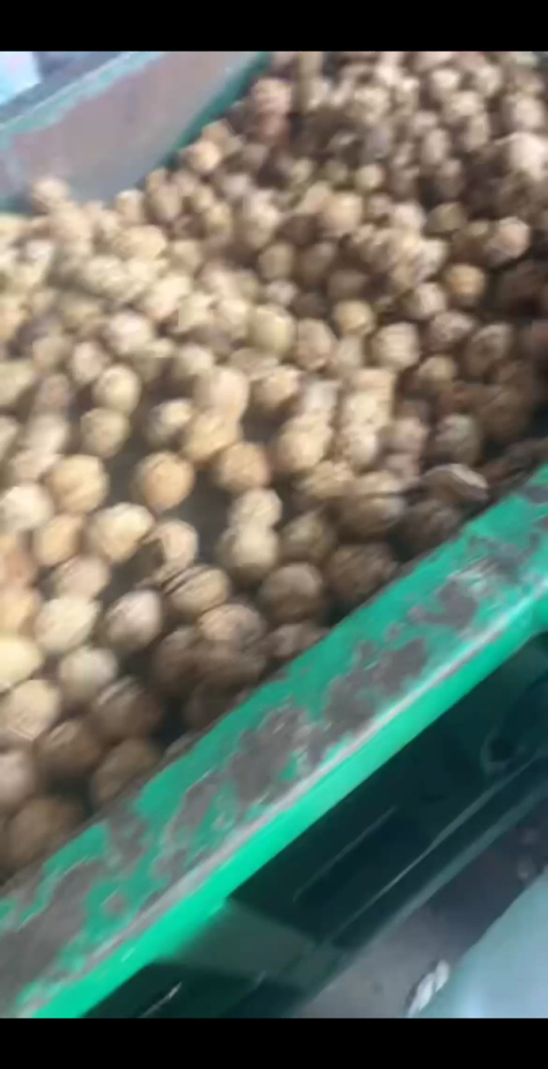 云南薄皮核桃