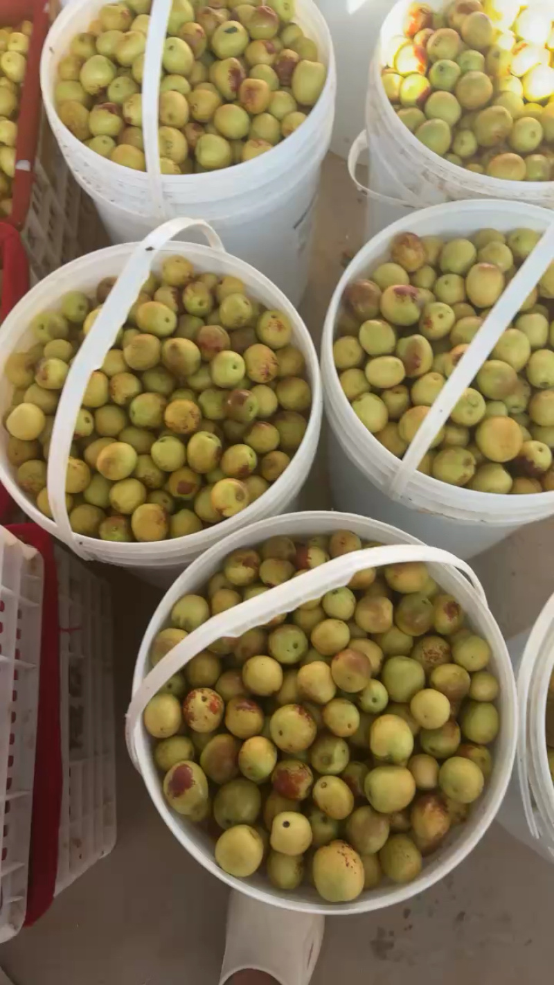 大荔冬枣，大量现货，对接全平台电商多多仓，一件代发