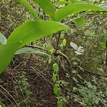 野生黄精，规格齐全，产地直发，大量有货，欢迎咨询采购