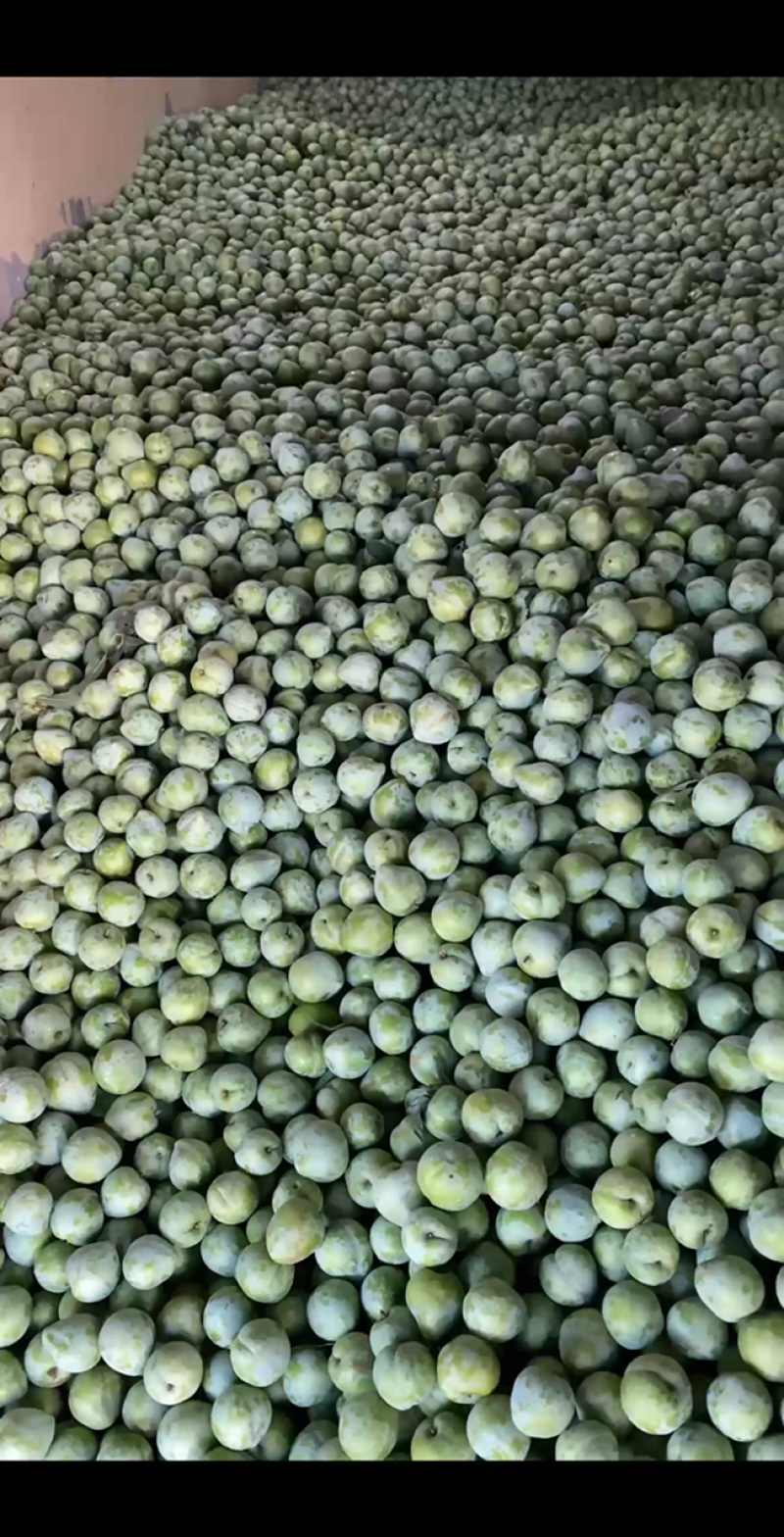奈李大量供应口感脆甜规格齐全欢迎订购