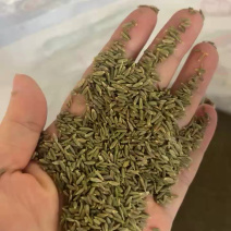 批发新疆孜然足干干净味道浓原包货***********