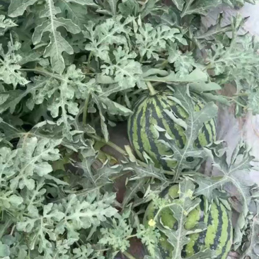 精品无籽美都麒麟,口感好嘎嘎甜