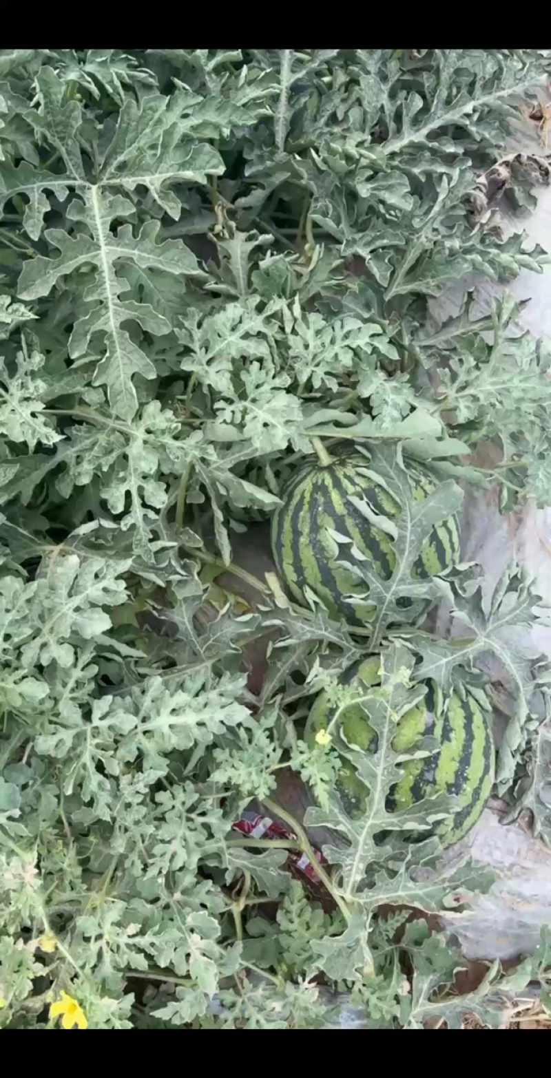 精品无籽美都麒麟，口感好嘎嘎甜