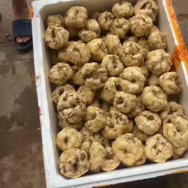 龙牙红