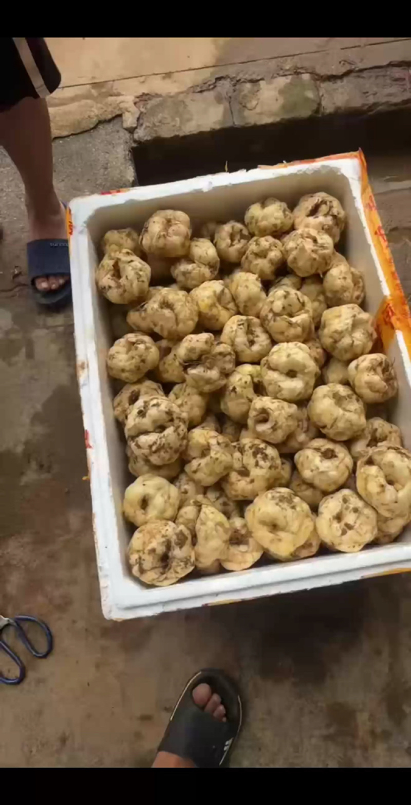 龙牙红