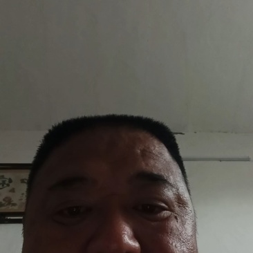水果玉米，黄甜太阳花，产地直发！日供30万斤左右！