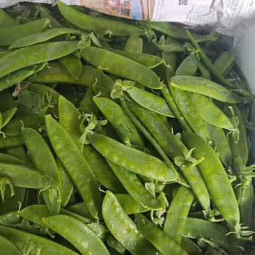 荷兰豆