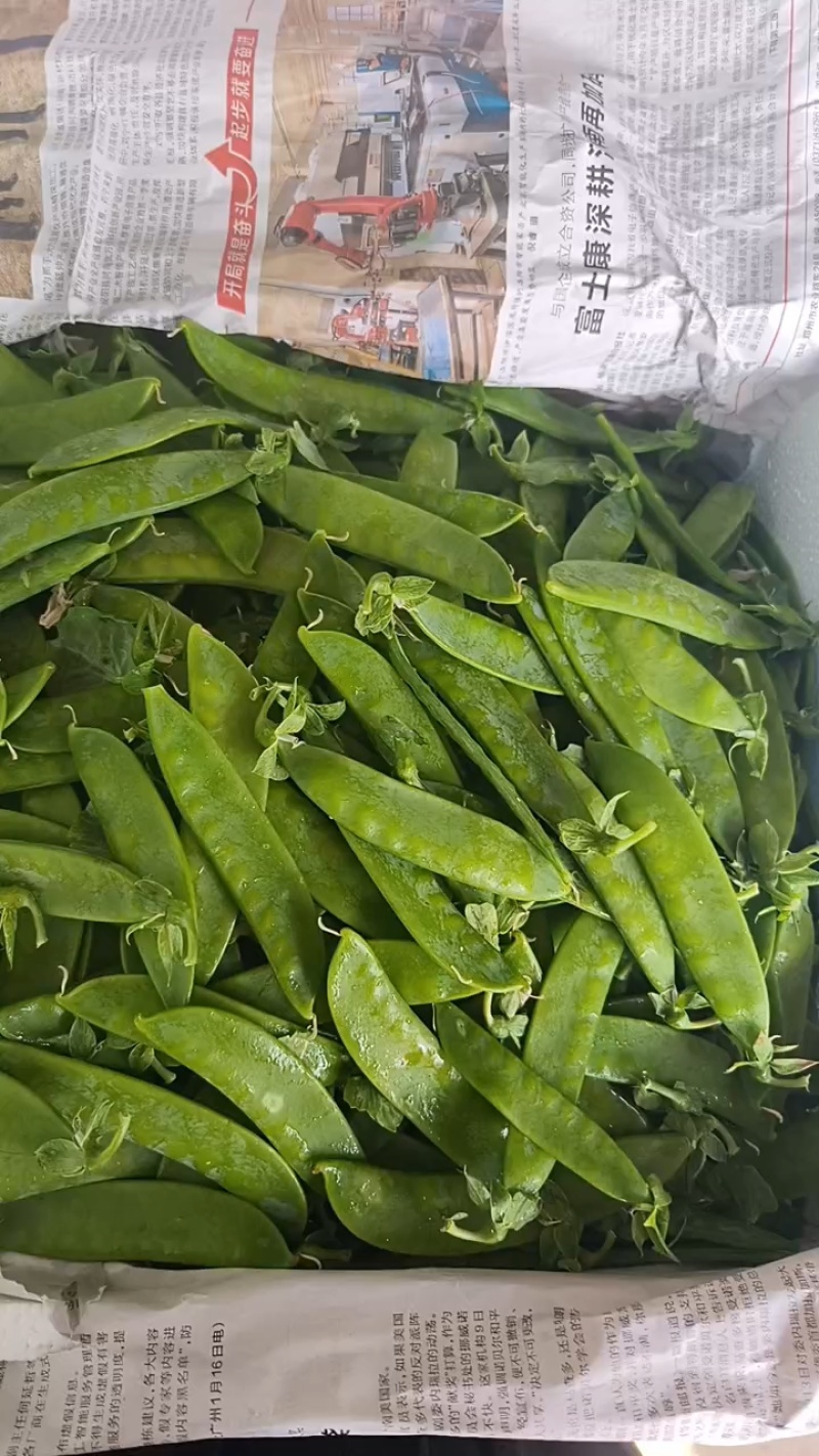 荷兰豆