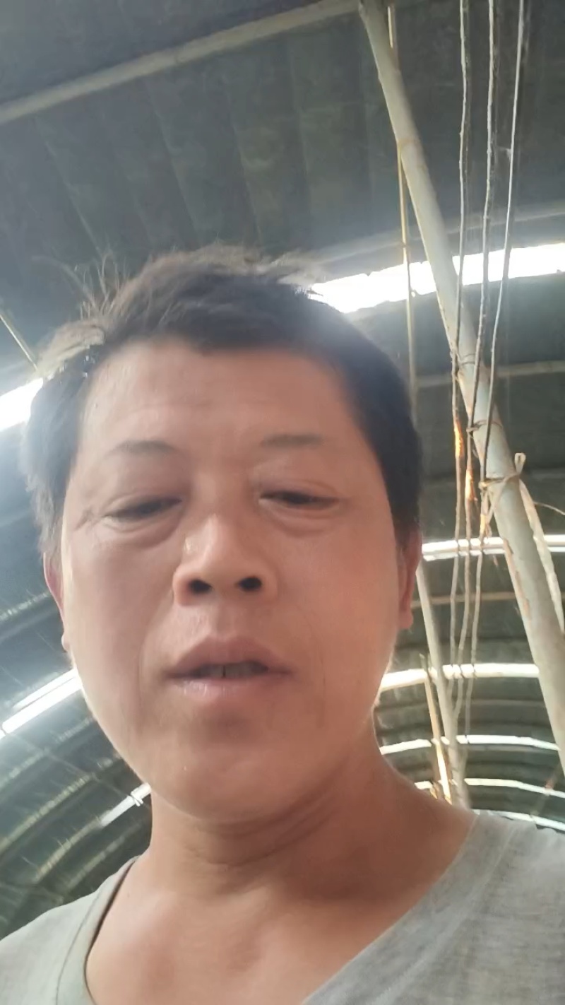 灵芝，金边灵芝，长腿金边灵芝，灵芝嫩芽